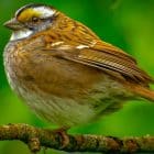 Sparrows At Bird Feeders